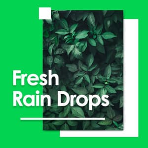 Fresh Rain Drops - Jungle Sounds