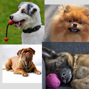 Funky Music for Doggy Bedtime - Piano - Good Dog Music