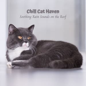 Chill Cat Haven: Soothing Rain Sounds on the Roof - Music for Cats TA