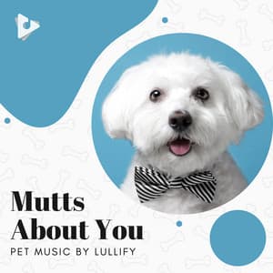 Mutts About You - Pet Music by Lullify