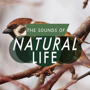 The Sounds of Natural Life - The Calming Sounds Of Nature