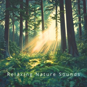 Forest Dreams: Nature's Sleep Symphony - Relaxing Nature Sounds