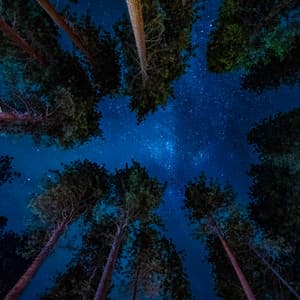 4 Seasons: Celestial Rest - Baltic Nature Sounds