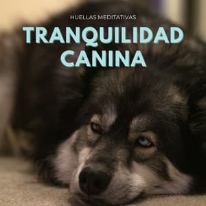 Tranquilidad Canina: Huellas Meditativas - Medi Rela