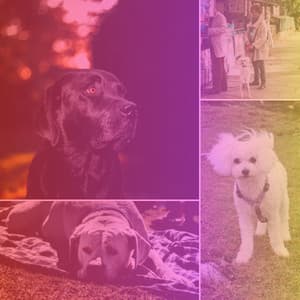 Music for Resless Doggy - Relaxing Dog Music