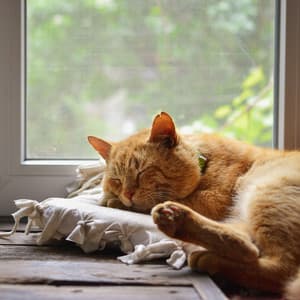 Feline Window Serenade: Relaxing Cats' Sleep with Thunder and Rain - Lightning, Thunderstorms & Rain Storm Sounds