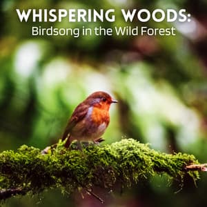 Whispering Woods: Birdsong in the Wild Forest - Forest Noir