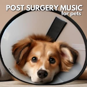 Post Surgery Oceanic Pets - Melisa Depth