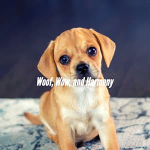 Woof, Wow, and Harmony - Relaxing Dog Music Radio