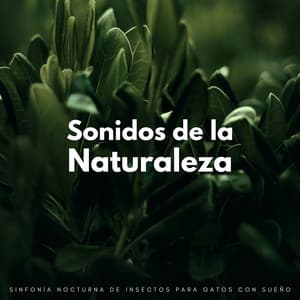 Sonidos De La Naturaleza: Sinfonía Nocturna De Insectos Para Gatos Con Sueño - Grillos nocturnos