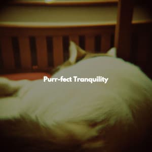 Purr-fect Tranquility - Rilassante Jazz Musica Ambiente