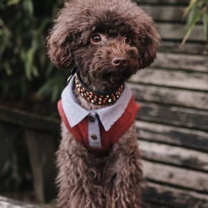 Jazz Organ - Background Music for Doggy Moments - Relaxing Dog Music Playlists