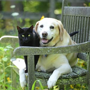 Drizzly Chill Pets: Nature's Rain Sounds for Relaxation - elderflowers