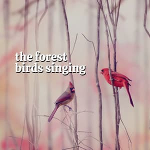 The Forest Birds Singing - Rivers and Streams