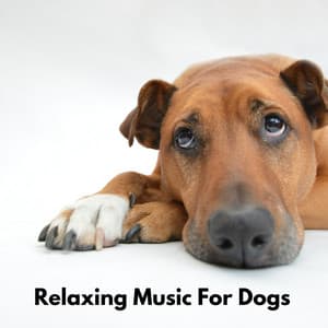 Relaxing Music for Dogs - Dog Music Therapy