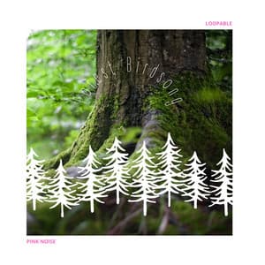 Forest Birdsong with Pink Noise, Loopable - Birds Songs Lullabies