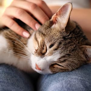 Ronroneando Con Hip Hop: Ritmos Para Gatos - Barba y vibraciones