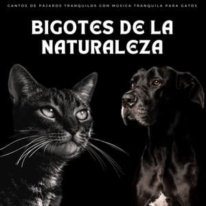 Bigotes De La Naturaleza: Cantos De Pájaros Tranquilos Con Música Tranquila Para Gatos - Pájaros en la mañana