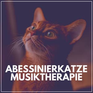 Abessinierkatze Musiktherapie - Katzenmusik