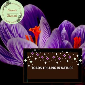 Toads Trilling in Nature - Calm Music