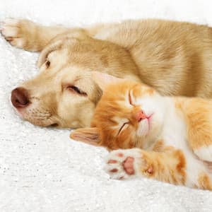 Harmonic Piano Cuddles: Blissful Pet Naps - Bedtime Piano
