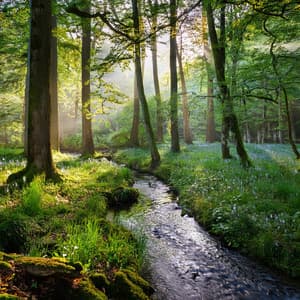 Relajación Armonía: Melodías Relajantes - Cuatro túnicas