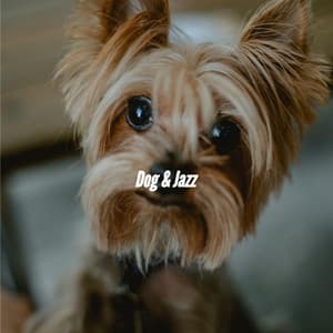 Dog & Jazz - Weekend Jazz Chill