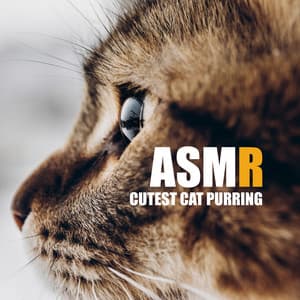 ASMR: Cutest Cat Purring - Mario ASMR Studio