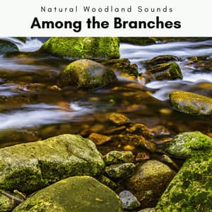 1 Among the Branches - Natural Woodland Sounds