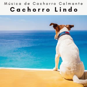 4 Perro: Cachorro Lindo - Música de Cachorro Calmante
