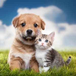 Música Suave Para Reconfortar A Tus Mascotas - Grillos virtuales