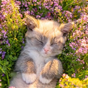 Música Reconfortante Para El Sueño De Los Gatos - Paisajes Internos