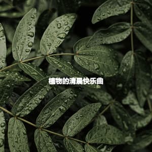 植物的清晨快乐曲 - Musica Tranquilla