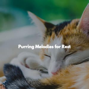 Purring Melodies for Rest - Hotel Lobby Lounge