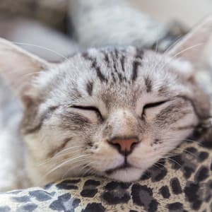 Ambient Feline Dreamland: Waterside Catnap Serenity - Relax My Kitten