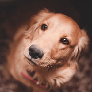 Backdrop for Chill Dogs - Trumpet and Alto Sax - Sleeptime for Dogs