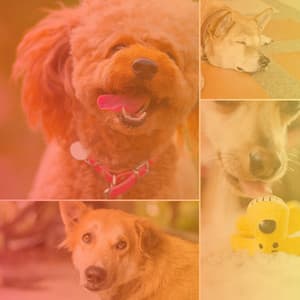 Lonely Bgm for Calming Your Dogs - Music for Dogs Radio