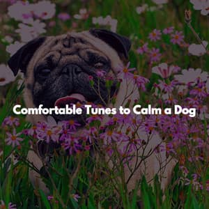 Comfortable Tunes to Calm a Dog - Relaxing Study Music Vibes