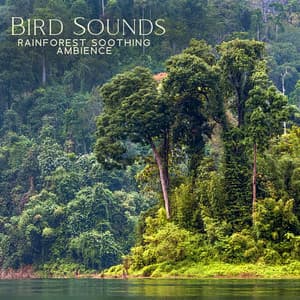 Bird Sounds - Rainforest Soothing Ambience: 1 Hr Green Noise Relaxation, Calming Music - Green Noise Dimension