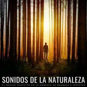 Sonidos De La Naturaleza: El Masaje Perfecto En La Armonía De Bosques E Insectos - Sonidos de la Naturaleza Música de la Naturaleza