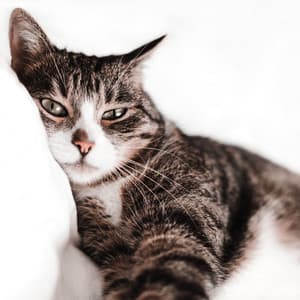 Tranquil Cats Serenade: Lofi Melodies for Relaxation - Lofi Vibes