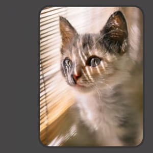 Music for Unwinding Kittens - Cat Music Studio