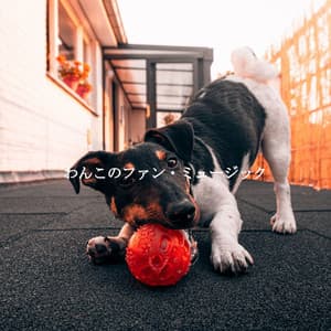 わんこのファン・ミュージック - Smooth Jazz Radio