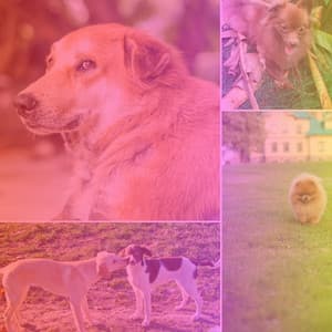 Extraordinary Latin Guitar - Bgm for Self Care for Dogs - Sleeptime for Dogs