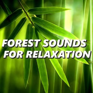 Forest Sounds for Relaxation - Forest Sounds For Relaxation