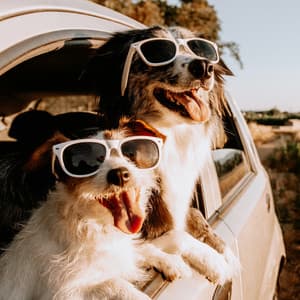 Quiet Melodies: Music for Your Pets' Rest - Joyous Melodies