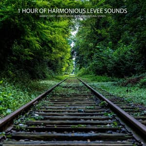1 Hour of Harmonious Levee Sounds - Ambient Forest