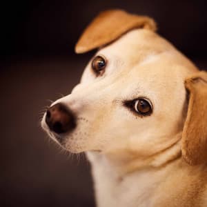 Trio Jazz - Background for Chilled Pooches - Dog Calming Music