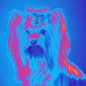 Music for Puppy Calmings - Jazz Music for Dogs