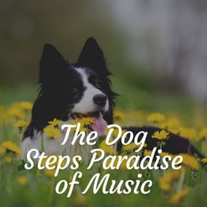 The Dog Steps Paradise of Music - Music For Dogs